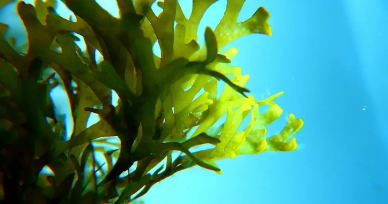 Wat is kelp