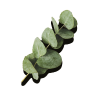 eucalyptus